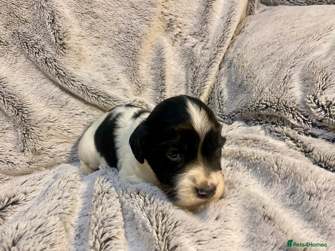 English Springer Spaniel dogs for sale: English springer spaniel pups  - Advert 7