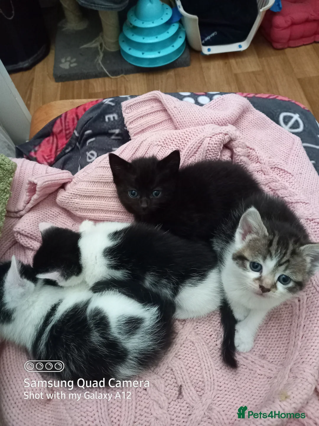 Mixed Breed cats for sale: 4 kittens looking for loving homes - Advert 2