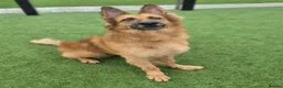 German Shepherd dogs for adoption: GANDER - 5 year old GSD - Advert 10