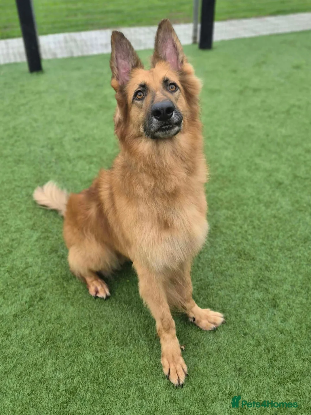 German Shepherd dogs for adoption: GANDER - 5 year old GSD - Advert 10