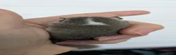 Mouse rodents for sale: African Pygmy Dormice (Micro Squirrel) - Advert 13