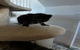 Scottish Fold cats for sale: Scottish Fold Cross Kittens - Image 4