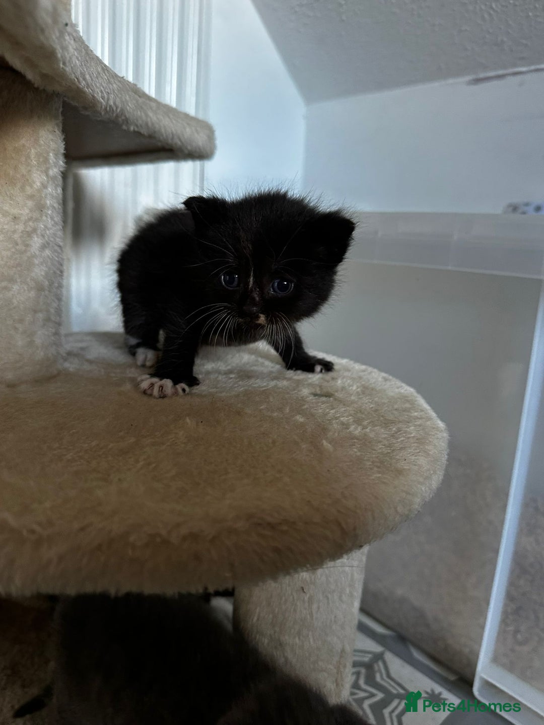 Scottish Fold cats for sale: Scottish Fold Cross Kittens - Image 4