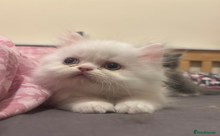 Persian cats - Advert 4