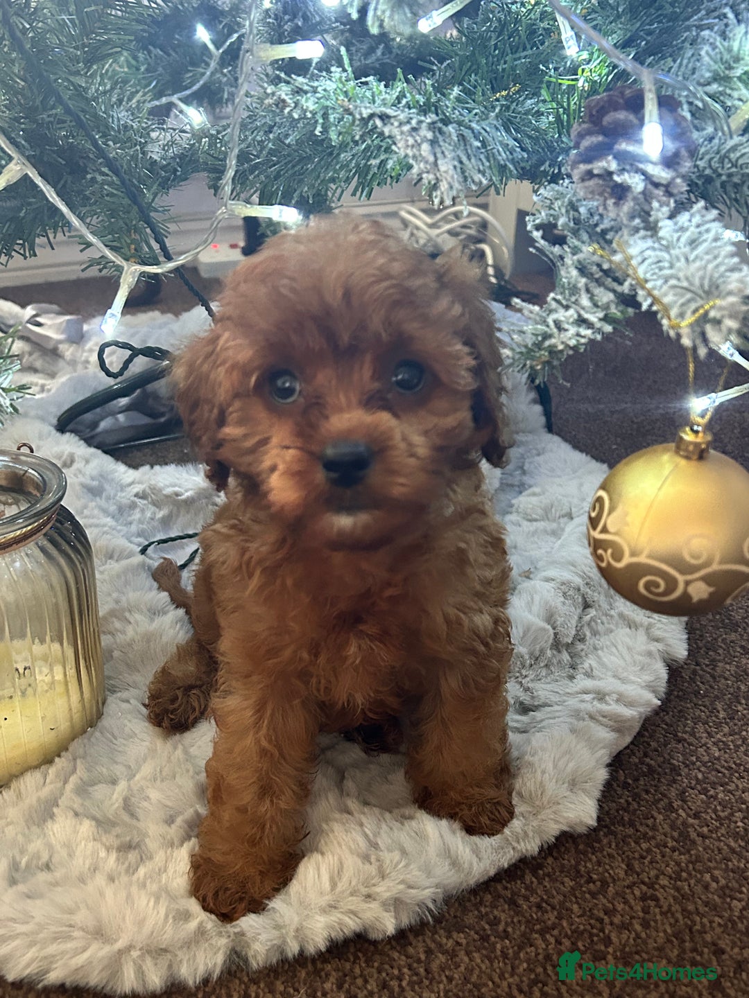 Cavapoo dogs for sale: Cavapoo F1 male puppy  - Advert 7