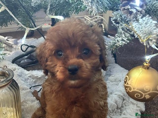 Cavapoo dogs Cavapoo F1 male puppy - Advert 2