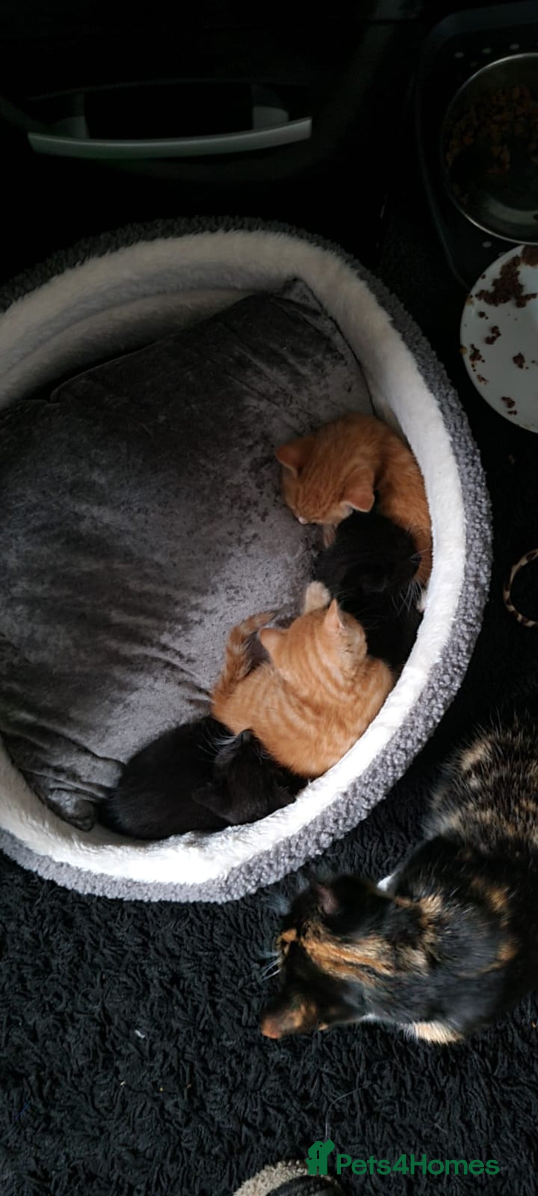 Mixed Breed cats for sale: Male kittens - Advert 10