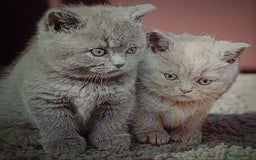 British Shorthair cats for sale: 2 girls available  - Image 4