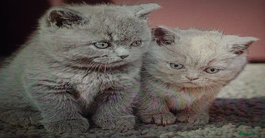 British Shorthair cats - Advert 5