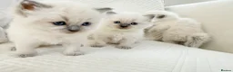 Ragdoll cats for sale: 3 Blue Point Kittens for sale - All Boys!! - Advert 8