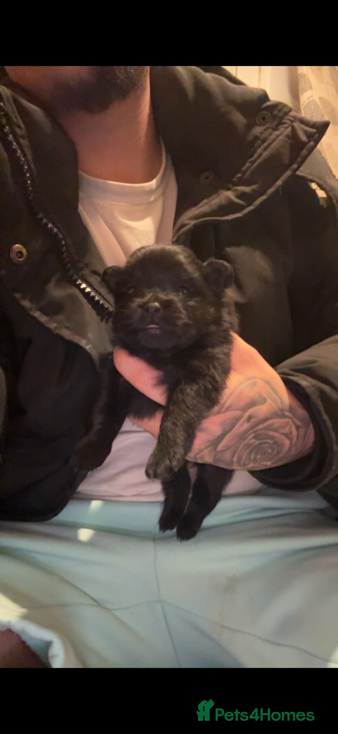 Pomeranian dogs for sale: 🌟Pomeranian🌟 - Image 4