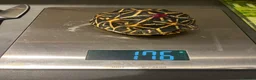 Tortoise reptiles for sale: Three Indian Star Tortoise  in Taunton - Advert 4