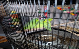 Parrots birds for sale: PARROTLET  - Image 4