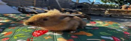 Mixed Breed rabbits for sale: Beautiful Baby Rabbits – Two Lovely Litters - Advert 2