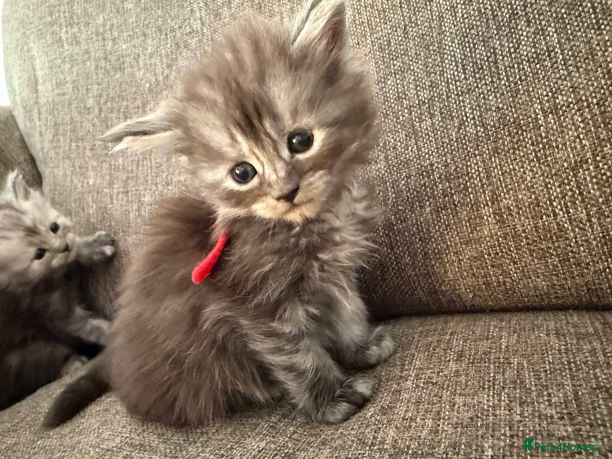 Maine Coon cats Adorable Pedigree Full Maine Coon Kittens - Advert 9