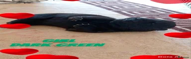 Dark green collar