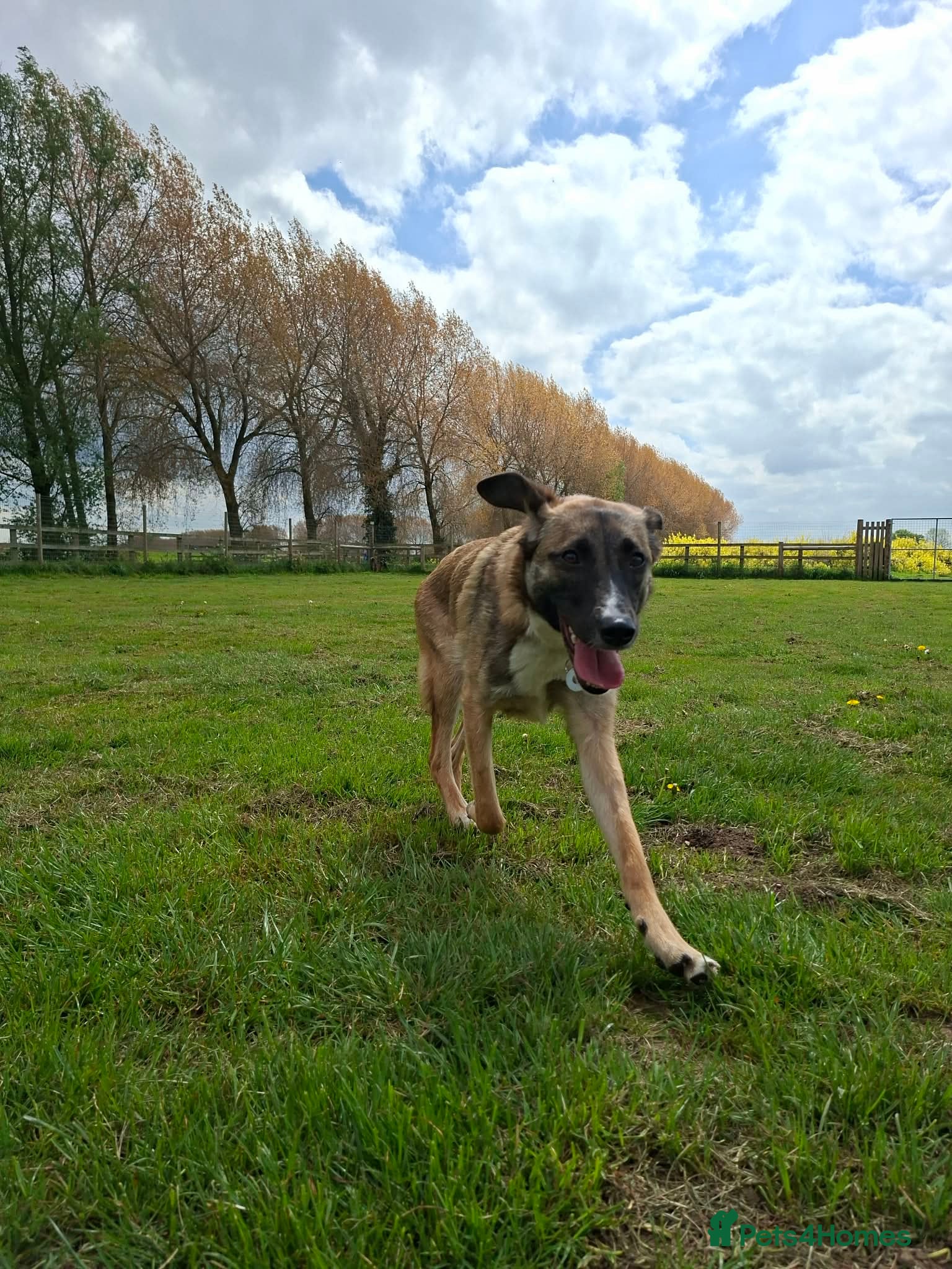 Mixed Breed dogs for adoption: Rox - north Walsham Norfolk  in North Walsham - Advert 15