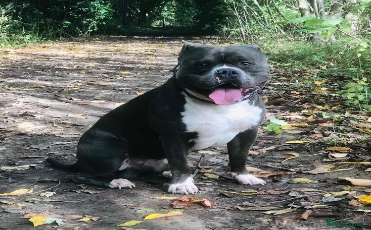 American Bully dogs - Advert 2