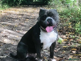 American Bully dogs - Advert 3