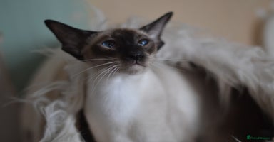 Siamese cats in Stowmarket - Advert 12