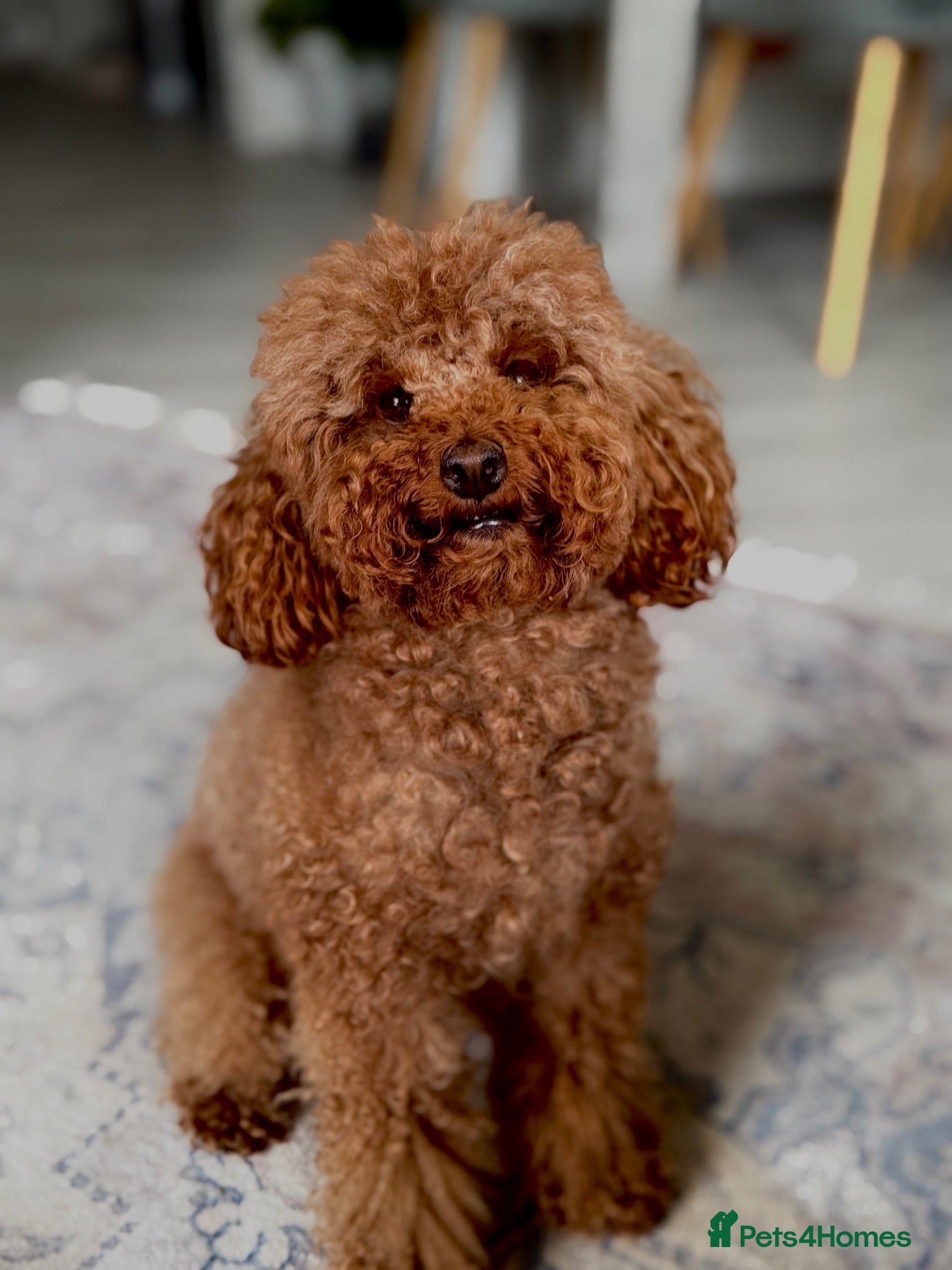 Toy Poodle dogs Toy poodle  - Advert 1