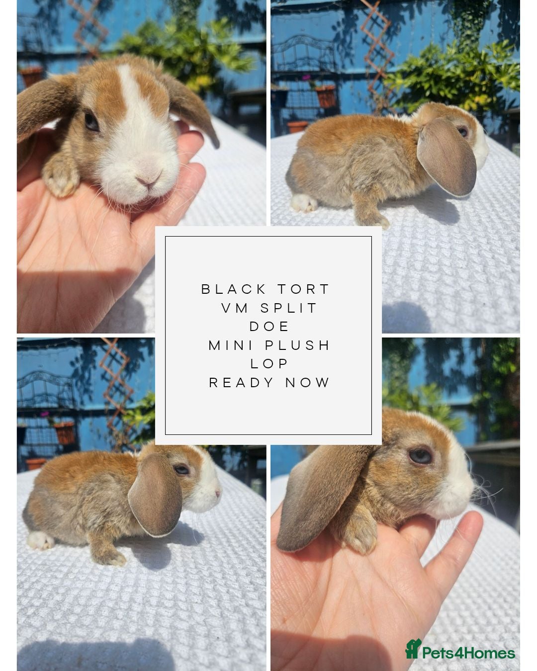 Mini Lop rabbits Pure bred Mini Plush Lops SUFFOLK PLUSH - Advert 2