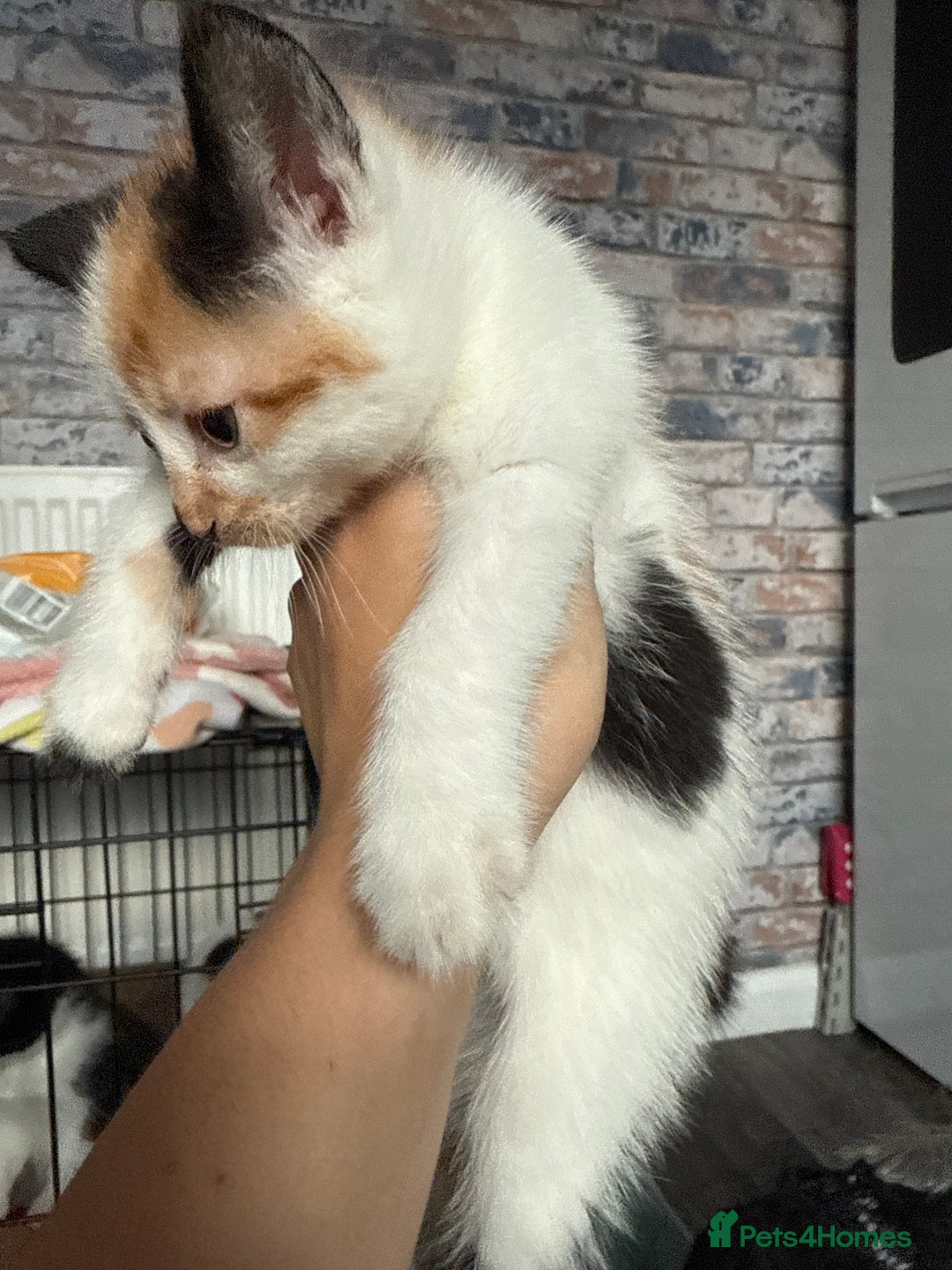 British Shorthair cats for sale: 4 Kittens for sale - Image 34