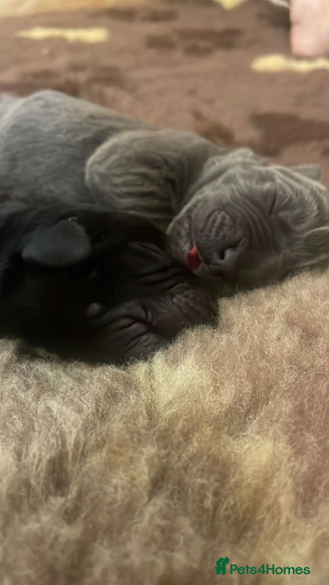 Cane Corso dogs for sale: Beautiful cane corso puppies - Advert 2
