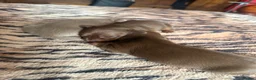 Miniature Dachshund dogs for sale: KC pure Miniature Dachshunds   - Advert 16