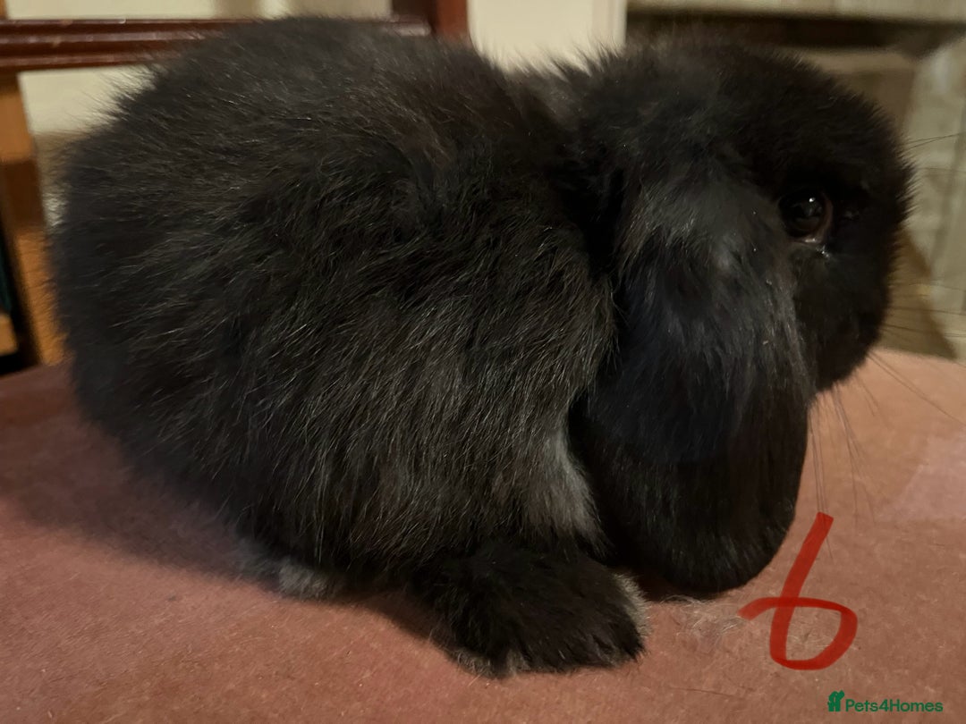 Mini Lop rabbits for sale: Fabulous Super Friendly Mini Lops - Advert 21