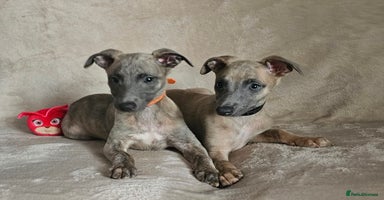 Whippet dogs - Advert 11