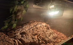 Python Snake reptiles for sale: Royal python  - Image 3