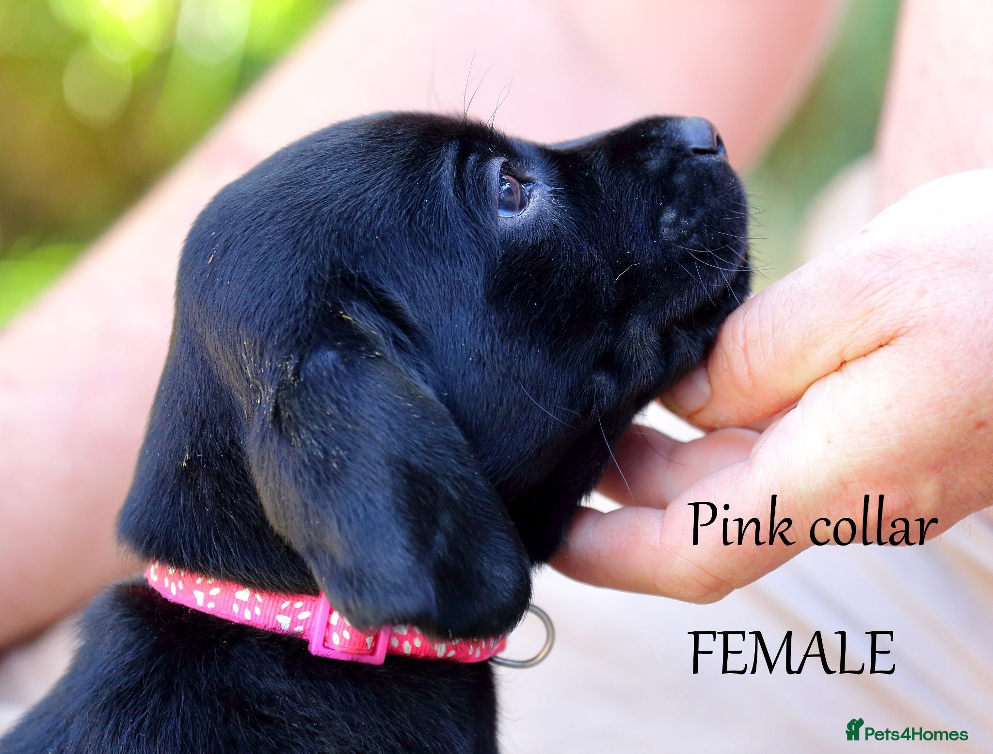 Labrador Retriever dogs fox red & black labrador pups, ready on saturday. - Advert 1