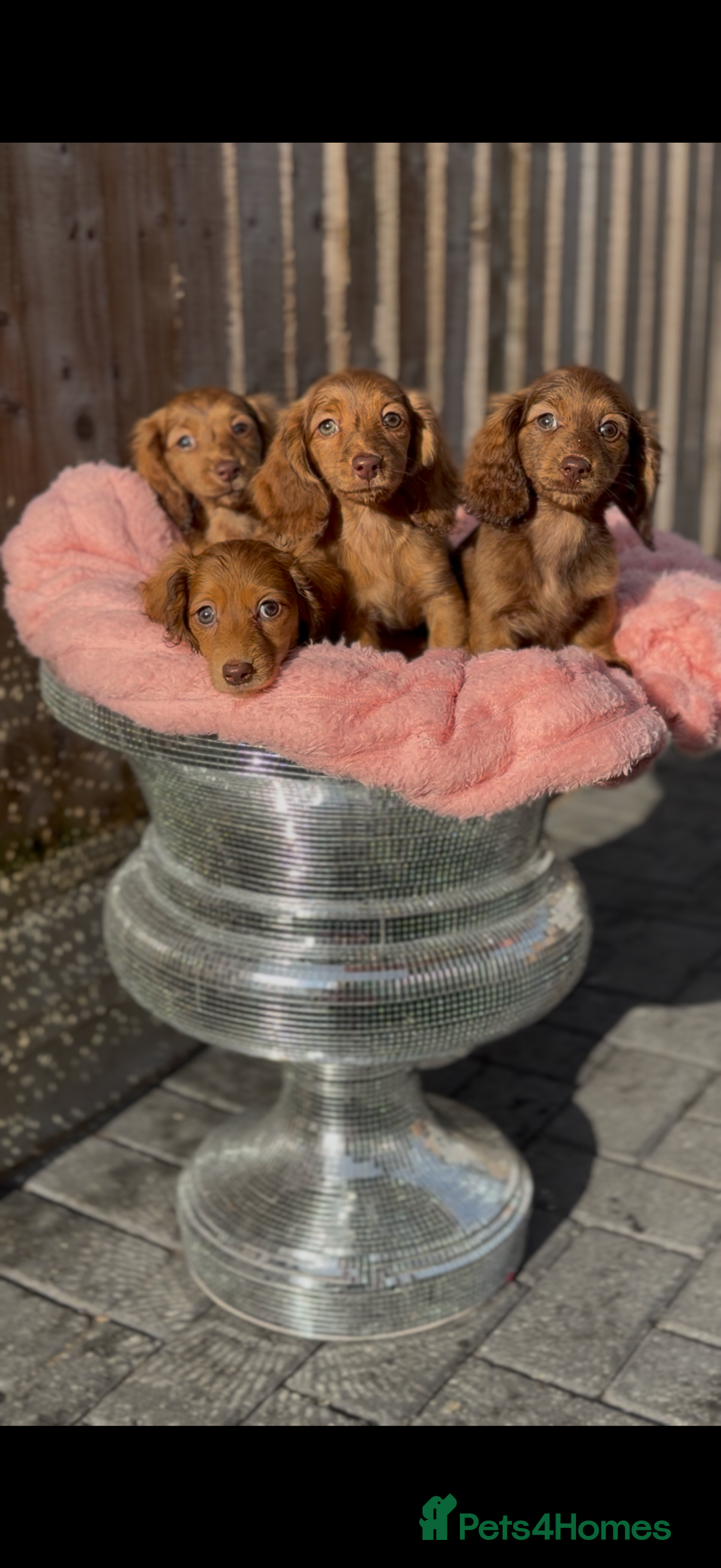 Miniature Dachshund dogs for sale: Kc long hair mini dachshunds  - Advert 2