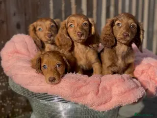 Miniature Dachshund dogs Kc long hair mini dachshunds - Advert 2