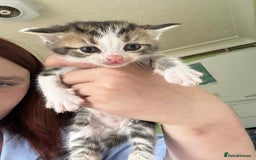 British Shorthair cats for sale: Boy kitten and female cat available  - Image 3