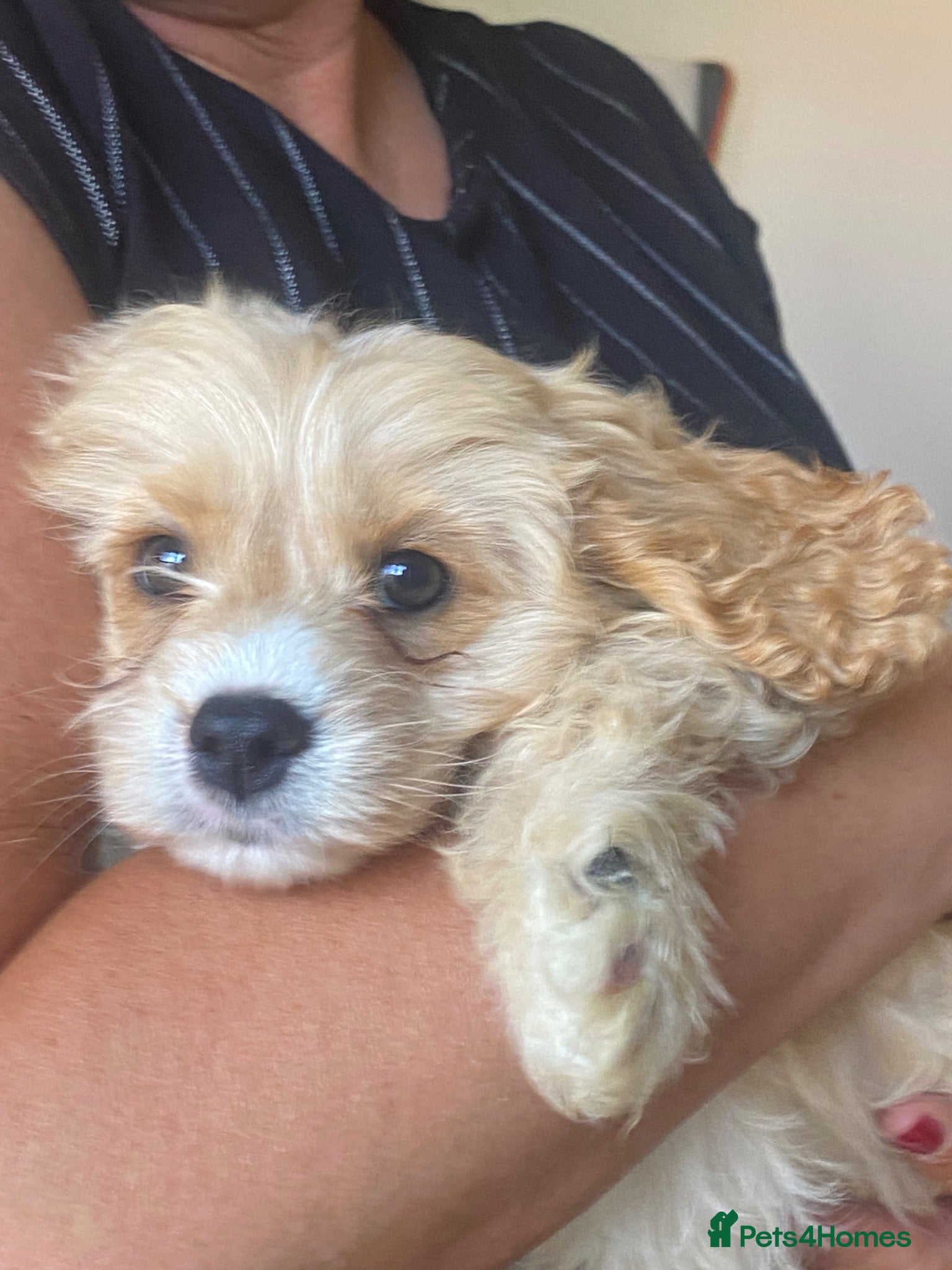 Cavapoo dogs Stunning Tiny cavapoo puppies  - Advert 2