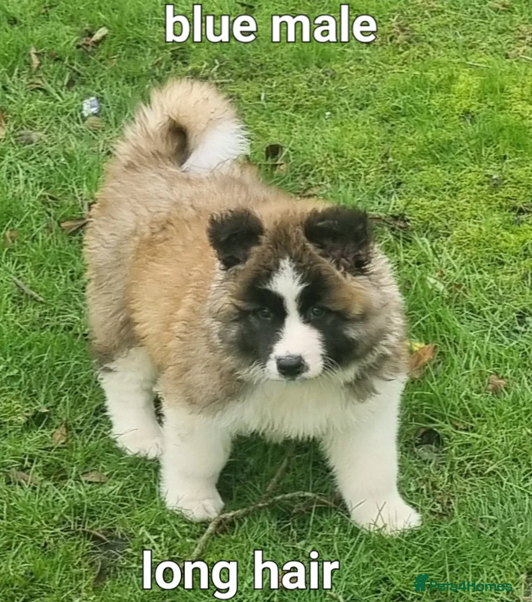 Akita dogs for sale: 9 weeks old Akita pups READY  - Advert 15