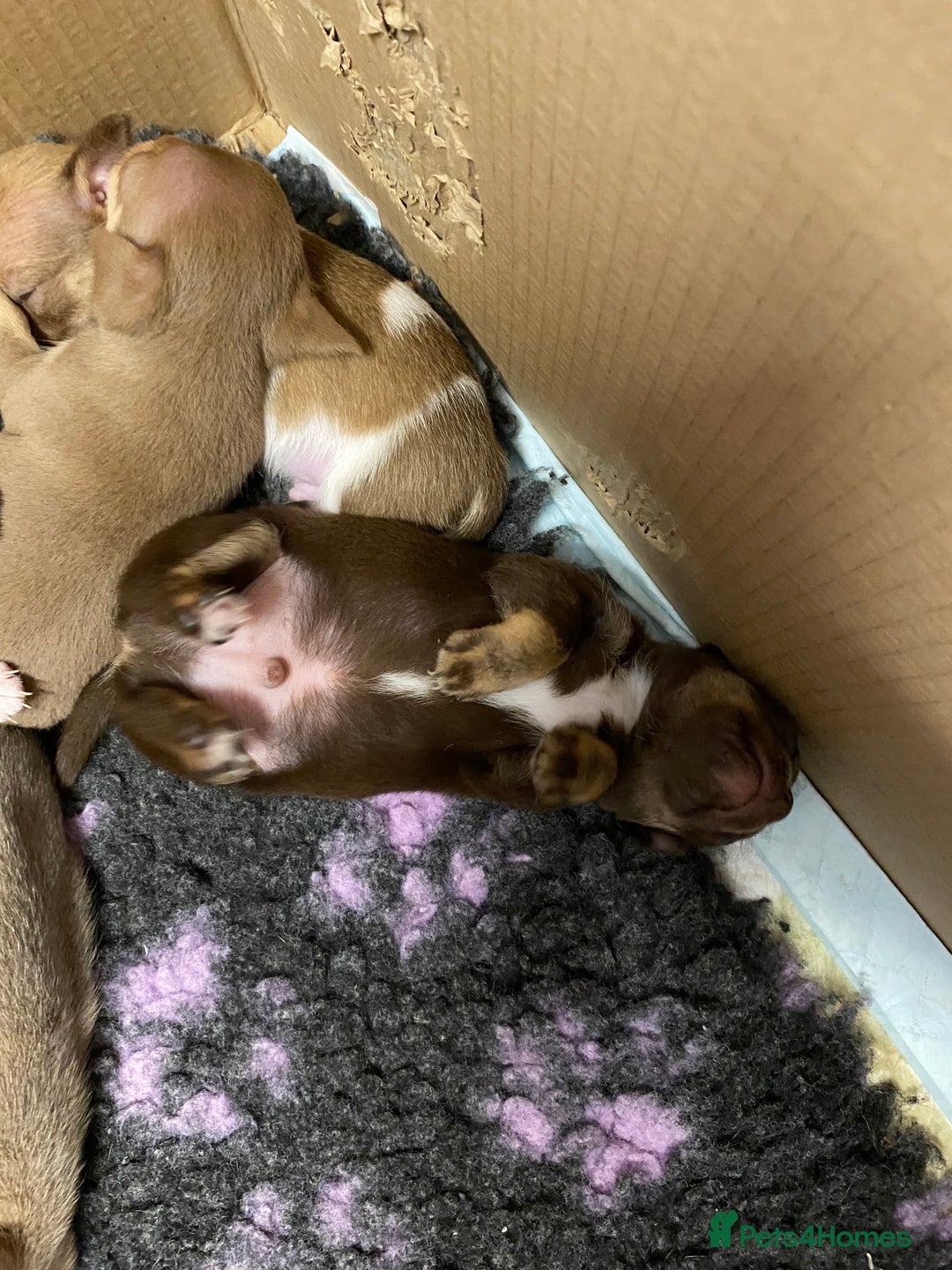 Chihuahua dogs for sale: Beautiful short haired chihuahua baby’s ! - Image 4