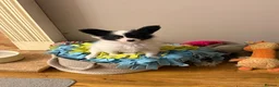 Papillon dogs for sale: KC Registered Male Papillon puppy for sale in Braintree - Advert 7