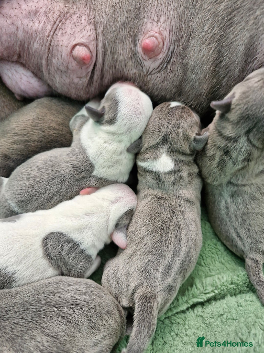 Staffordshire Bull Terrier dogs for sale: Stunning litter of Staffy Pups - Image 4