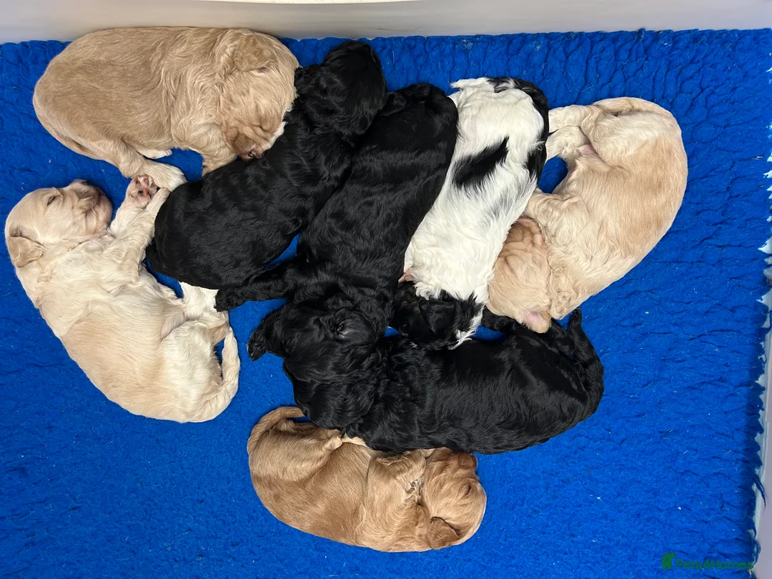 Mixed Breed dogs for sale: Miniature Multi-Gen Australian Labradoodle Puppies in South Molton - Advert 11
