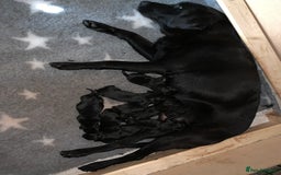 Labrador Retriever dogs for sale: Labrador pups - Image 7