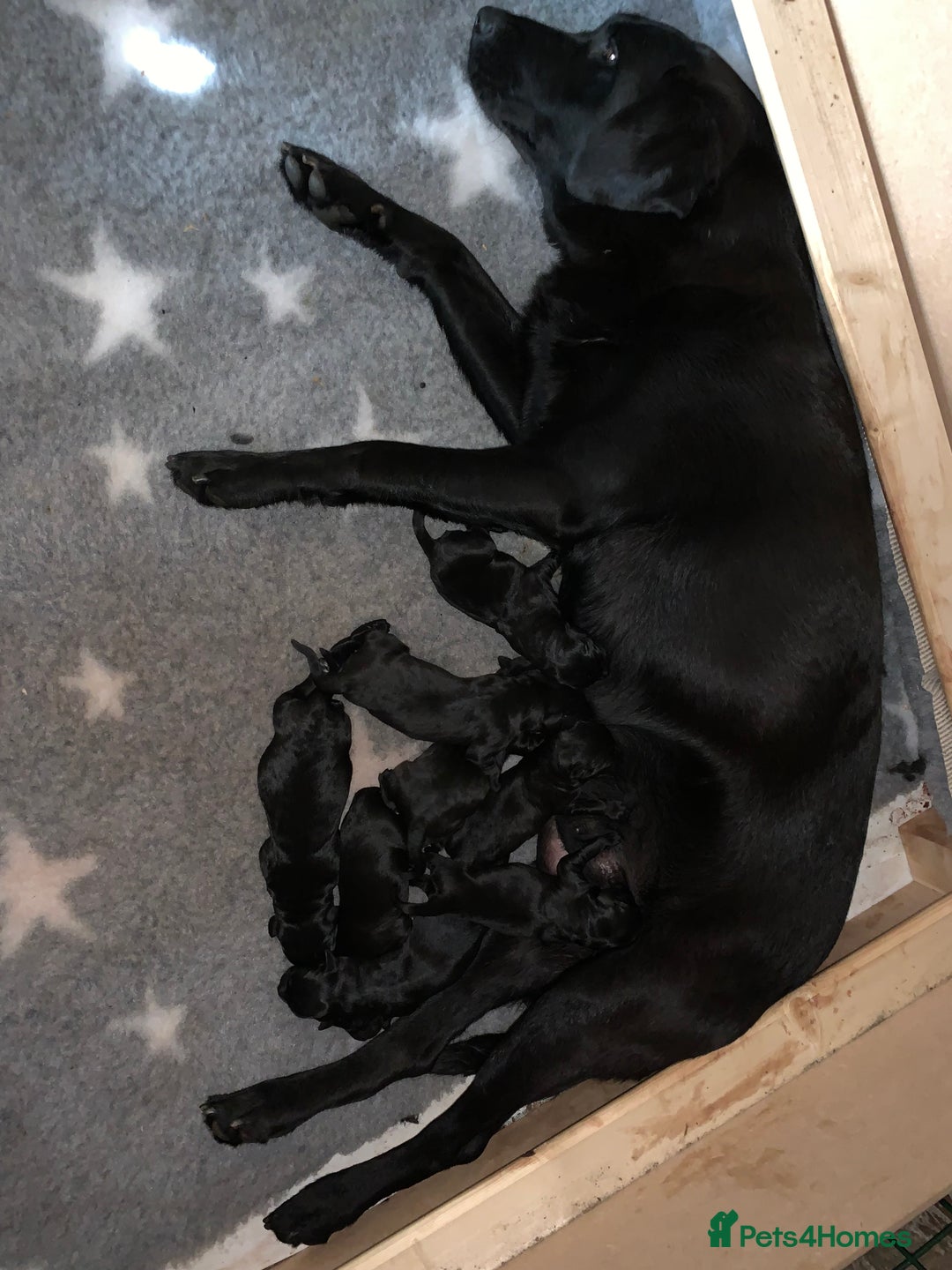 Labrador Retriever dogs for sale: Labrador pups - Image 7