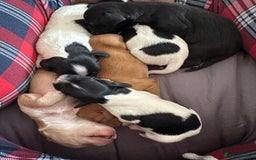 Sprocker dogs for sale: 5 beautiful little sprockers - Image 8