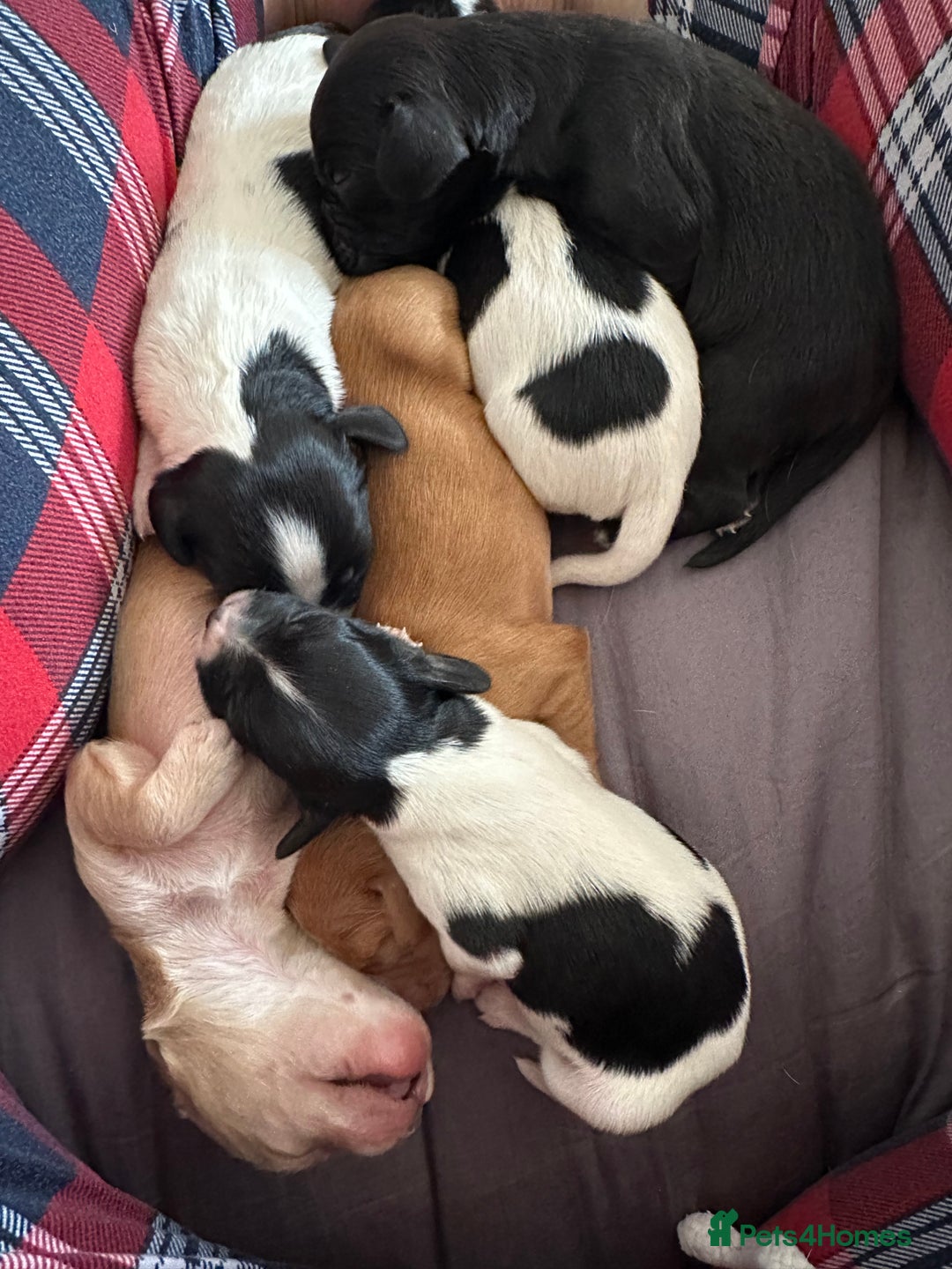 Sprocker dogs for sale: 5 beautiful little sprockers - Image 8