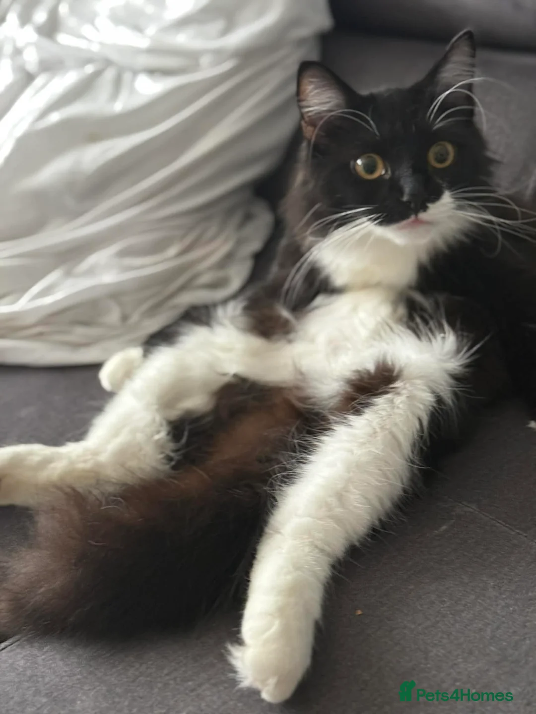 Mixed Breed cats for sale: Adorable Mixed-breed  kittens.  - Advert 26