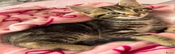Mixed Breed cats for sale: Kittens  in Harrow - Advert 3