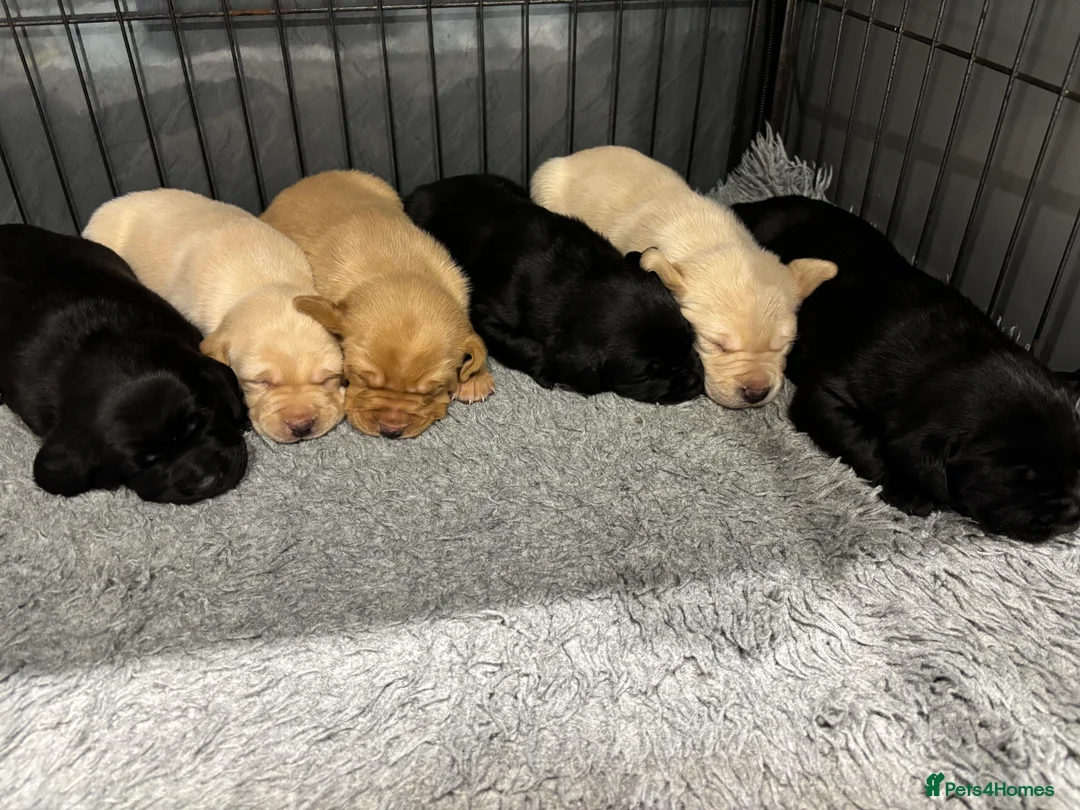 Labrador Retriever dogs for sale: Gorgeous KC registered Labrador puppies  - Advert 3