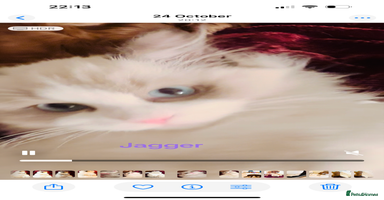 Ragdoll cats - Advert 16